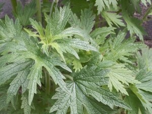 motherwort