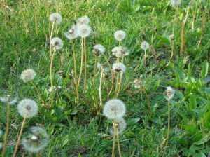 dandelions