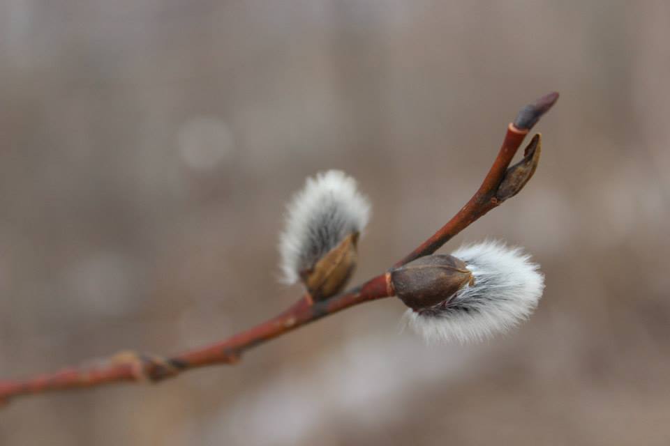 11150398_10155435671295644_1027903396751025712_n