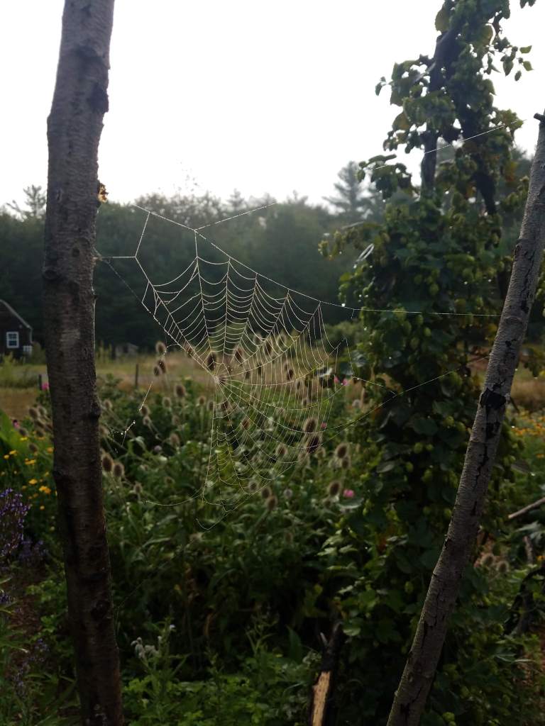 spiderweb in garden